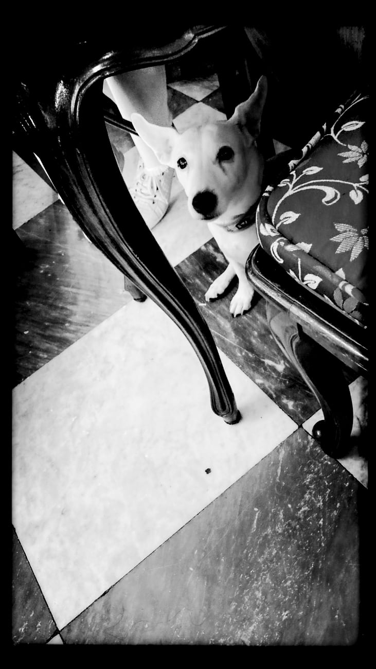 petit chien sans sa dame  – tirage 1/5